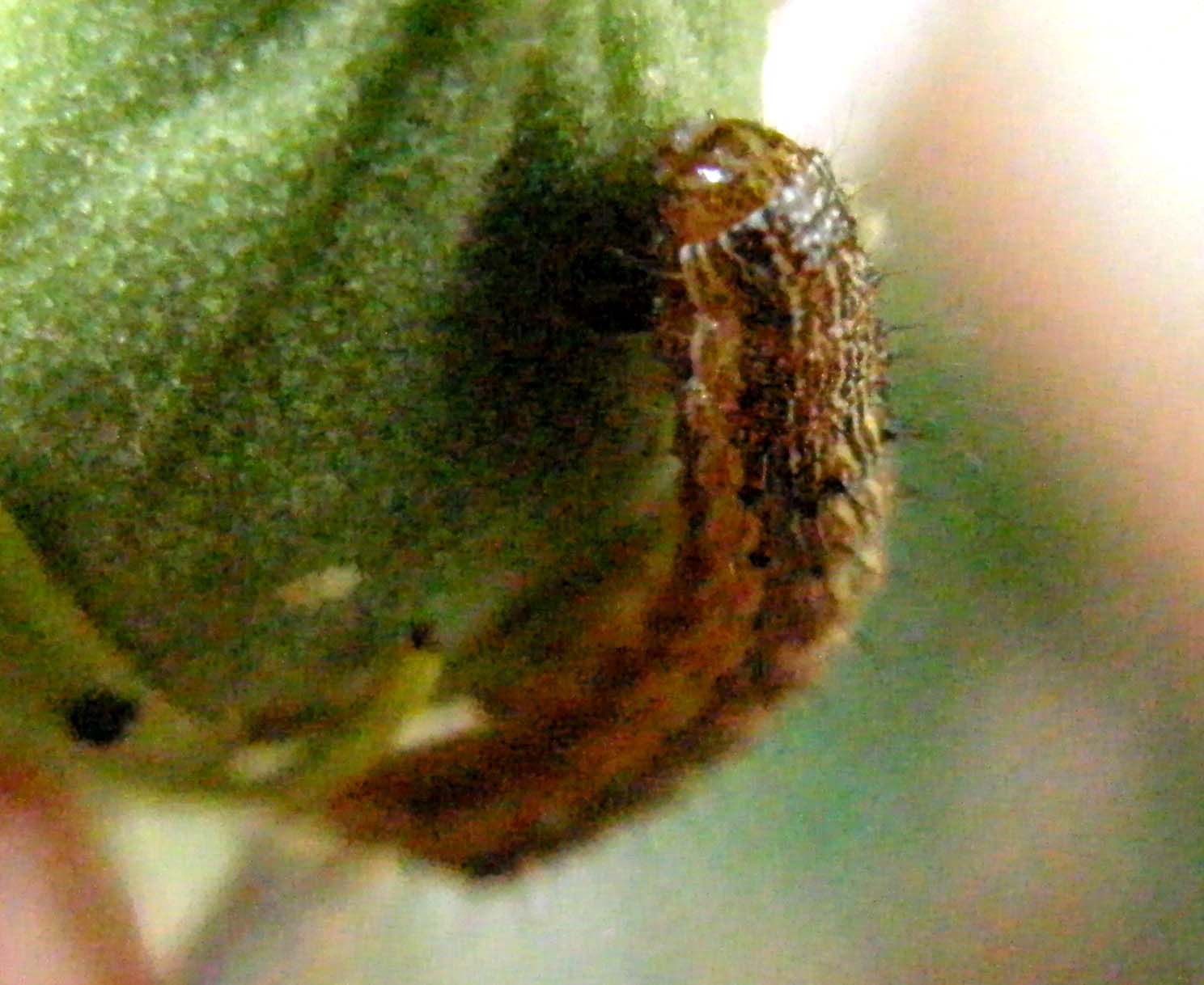 Bruco di  Helicoverpa armigera