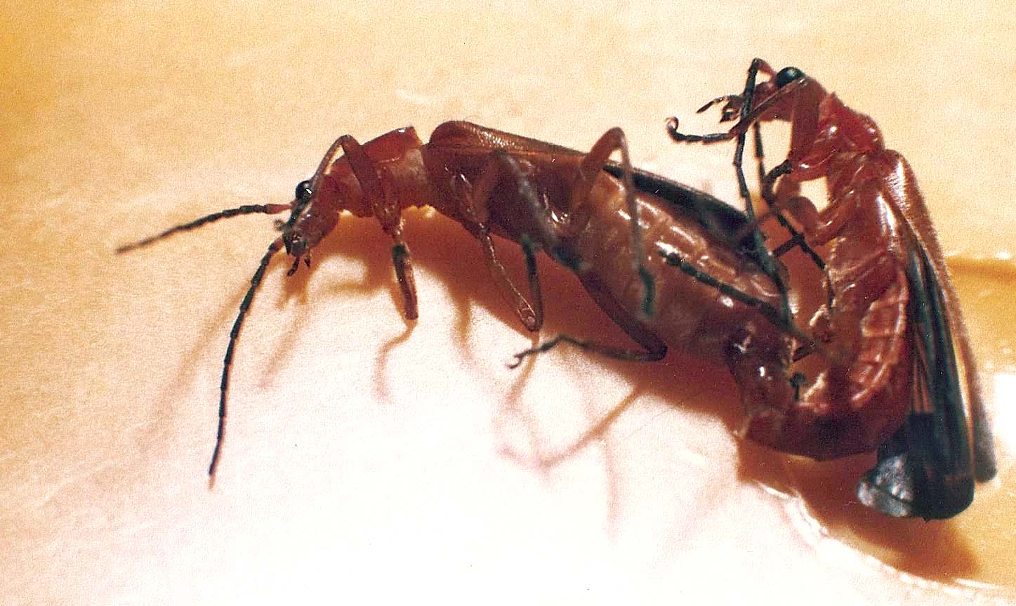 Altri coleotteri in accoppiamento da identificare