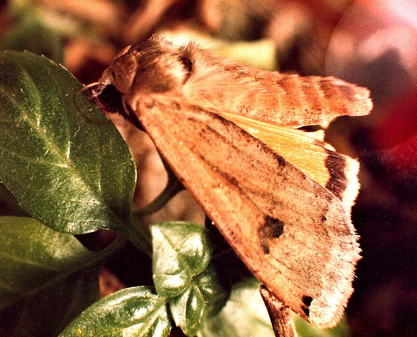 Noctua pronuba