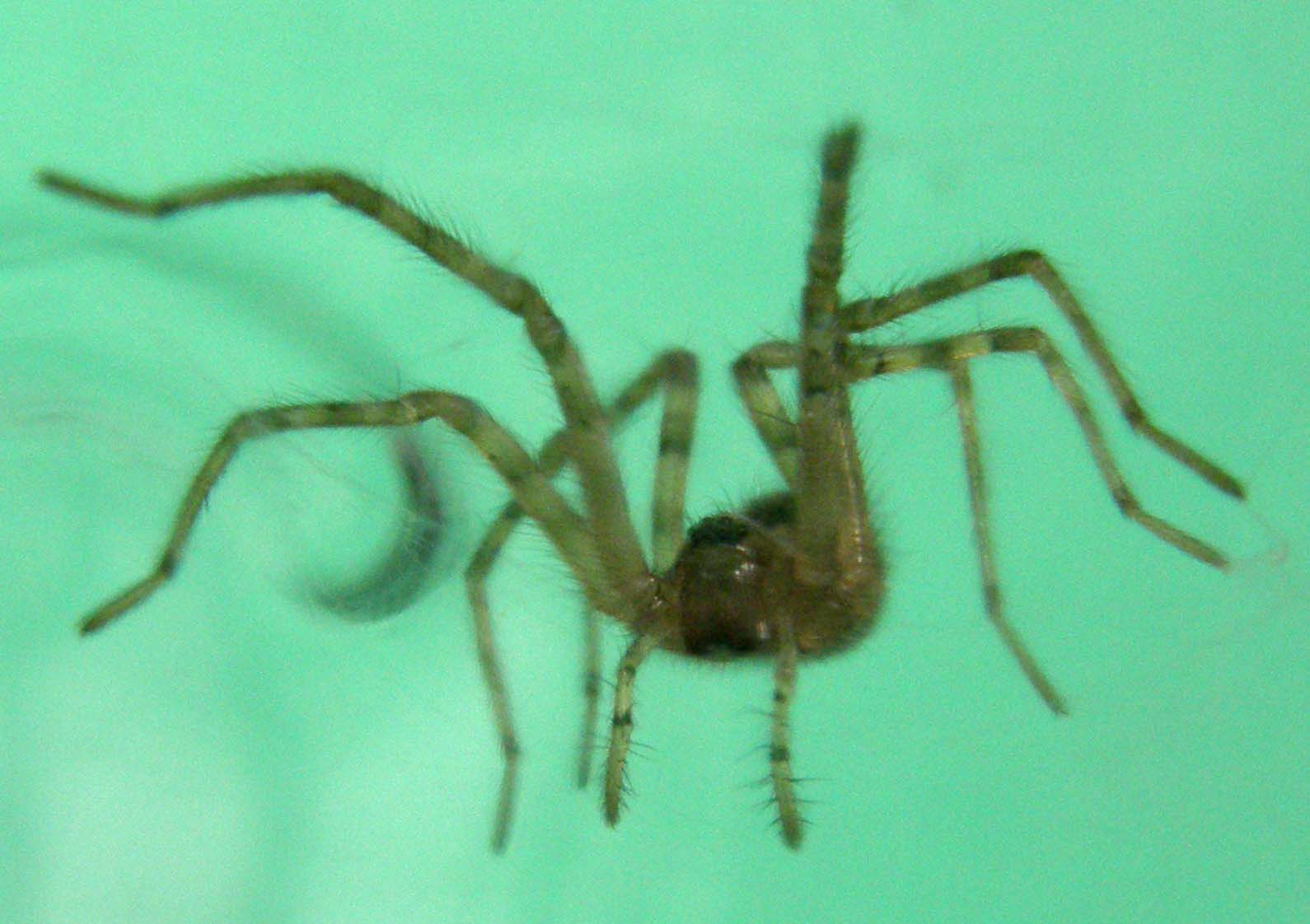 Tegenaria sp.