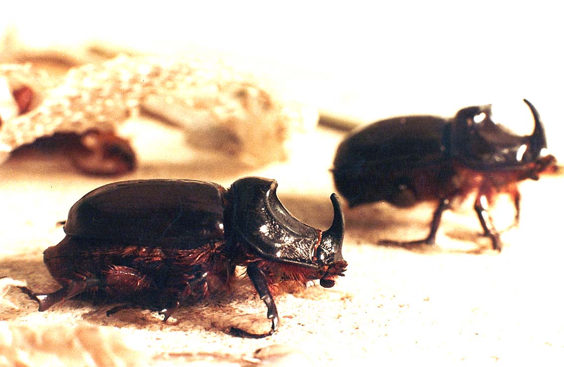 Scarabei rinoceronte (Oryctes nasicornis)