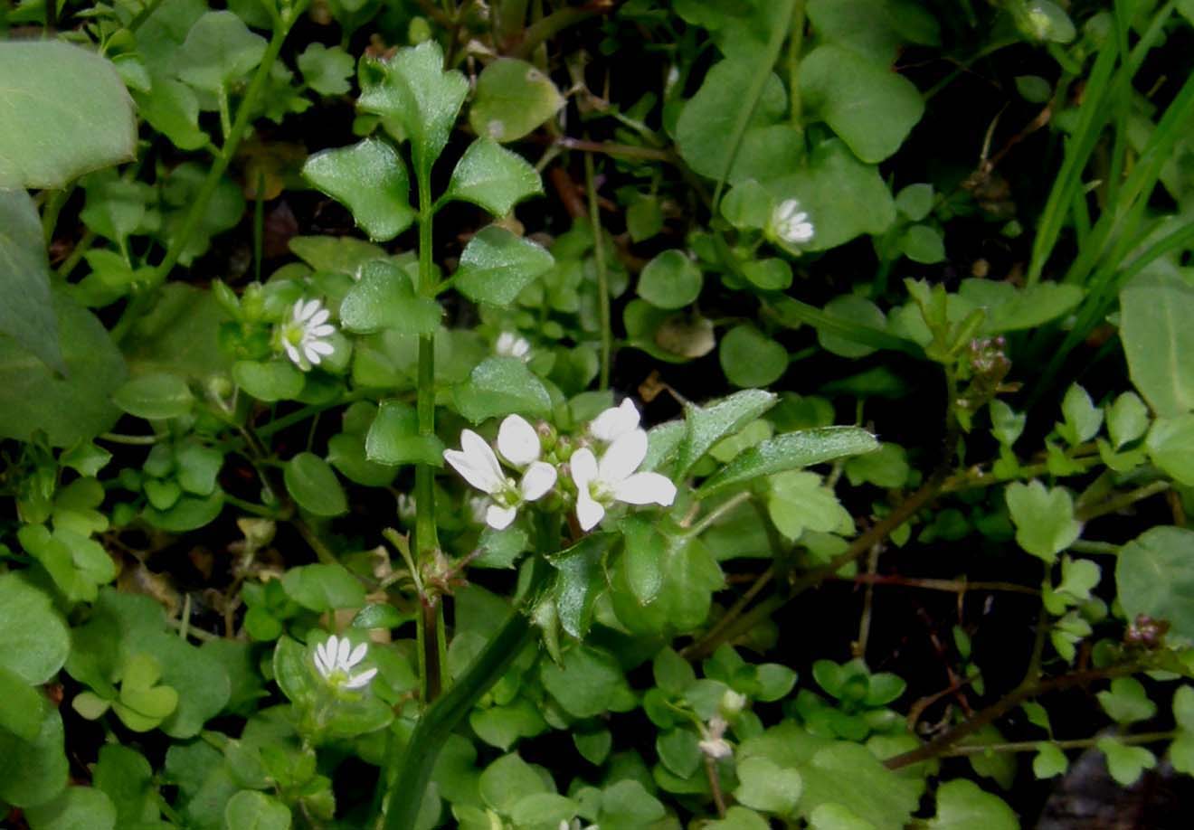 Cardamine hirsuta / Billeri primaticcio