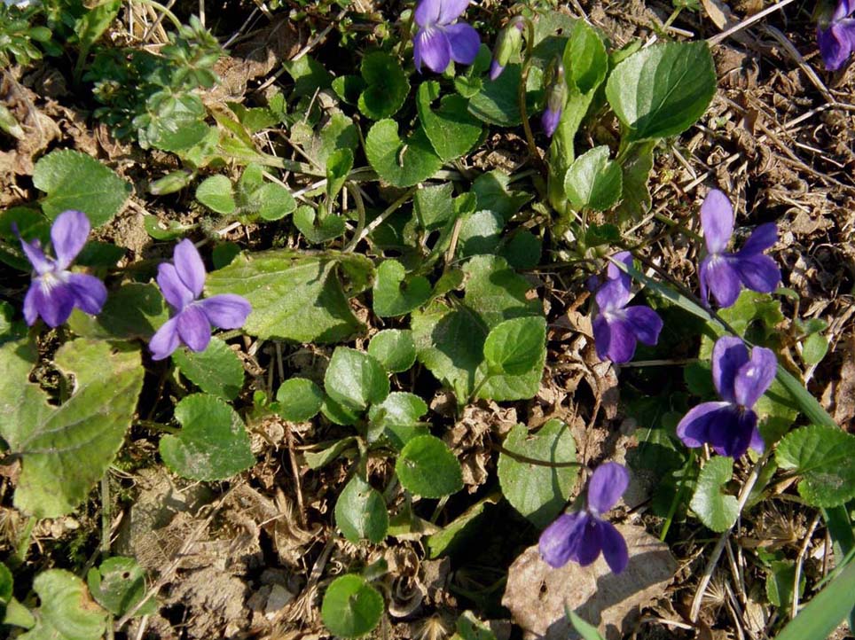 Le prime violette: Viola cfr. odorata (Violaceae)