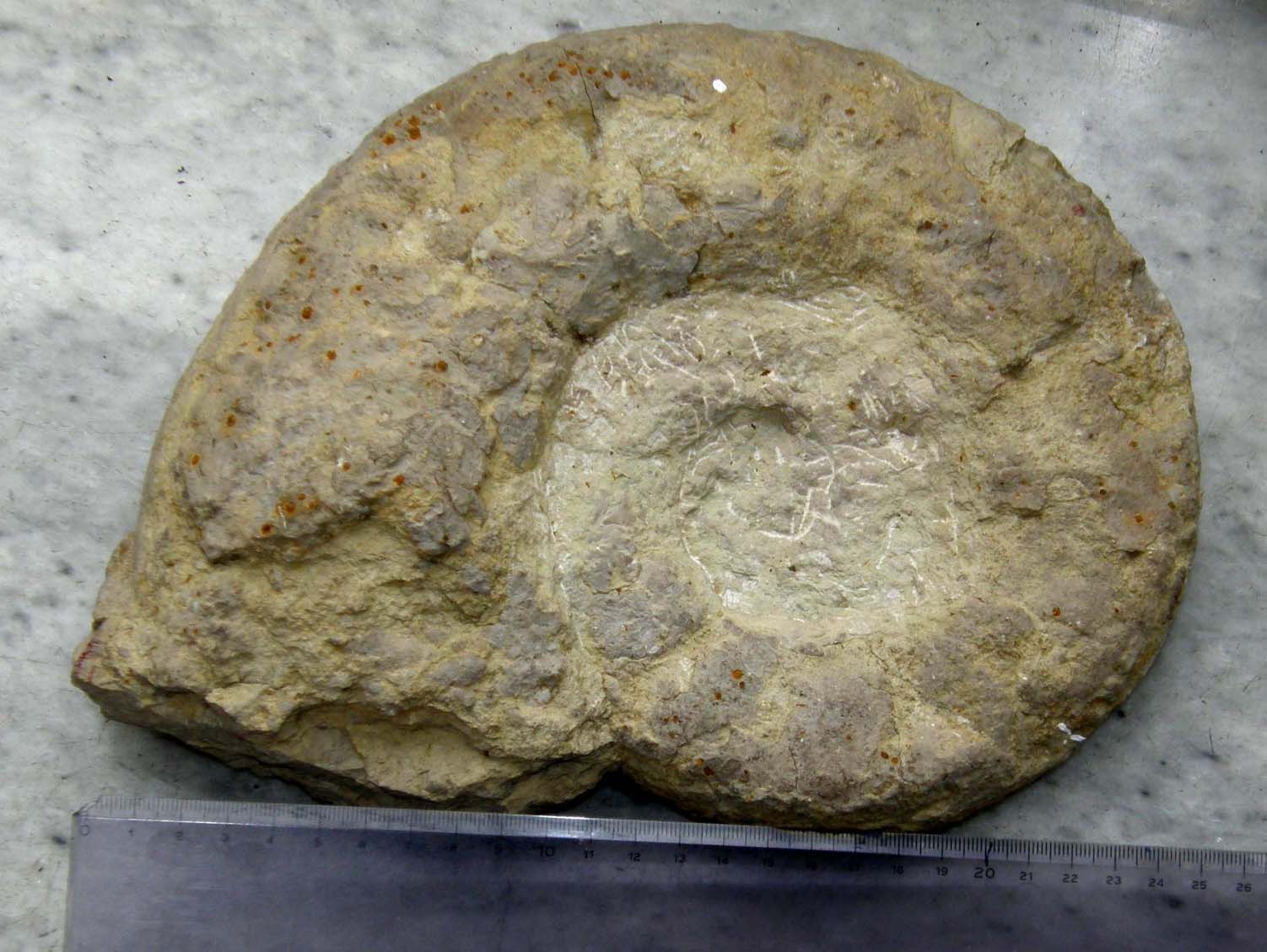 Fossili...abbandonati a Milano