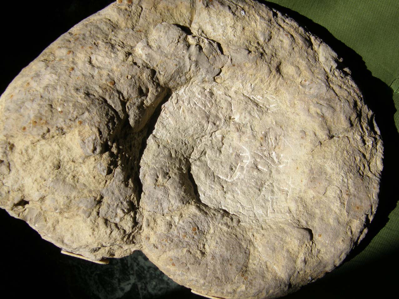 Fossili...abbandonati a Milano