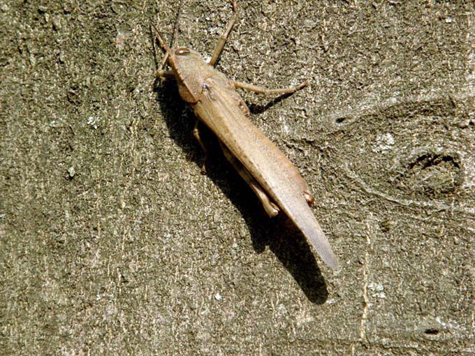 Anacridium aegyptium...mutilato