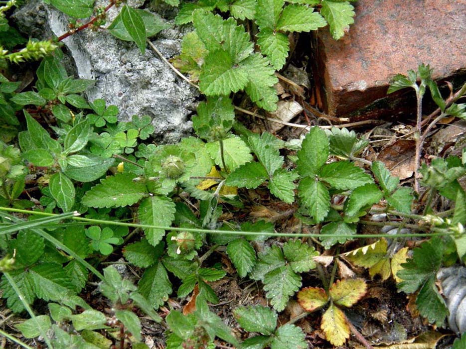 Potentilla indica (=Duchesnea indica)