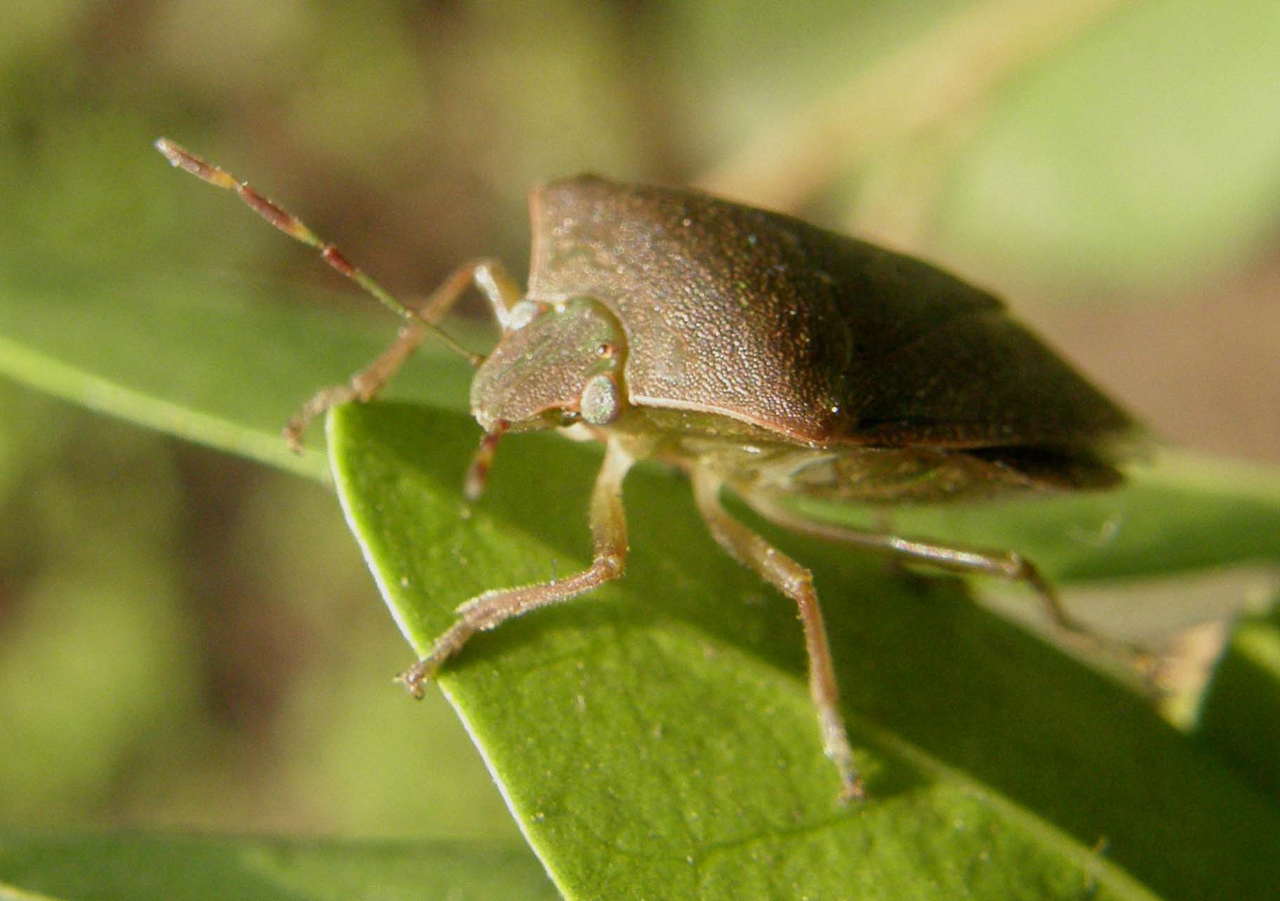 Pentatomidae (?) da identificare