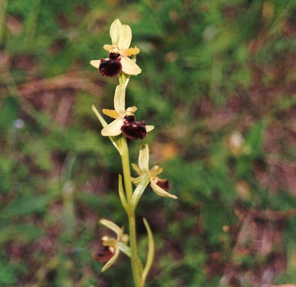 Orchidee abruzzesi