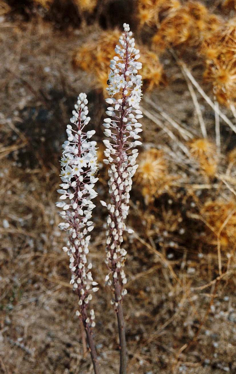 Asphodelus ramosus (=microcarpus) e Charybdis maritima / Urginea maritima