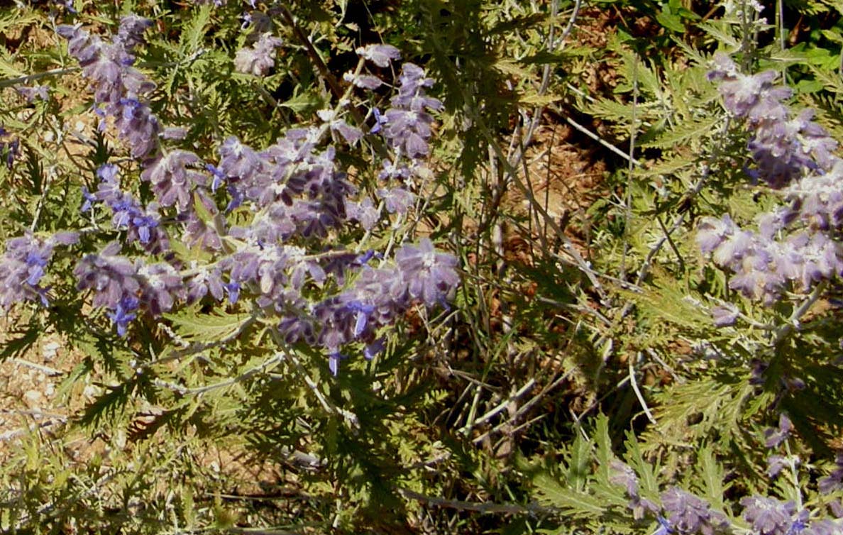 Spighe violacee - Perovskia atriplicifolia