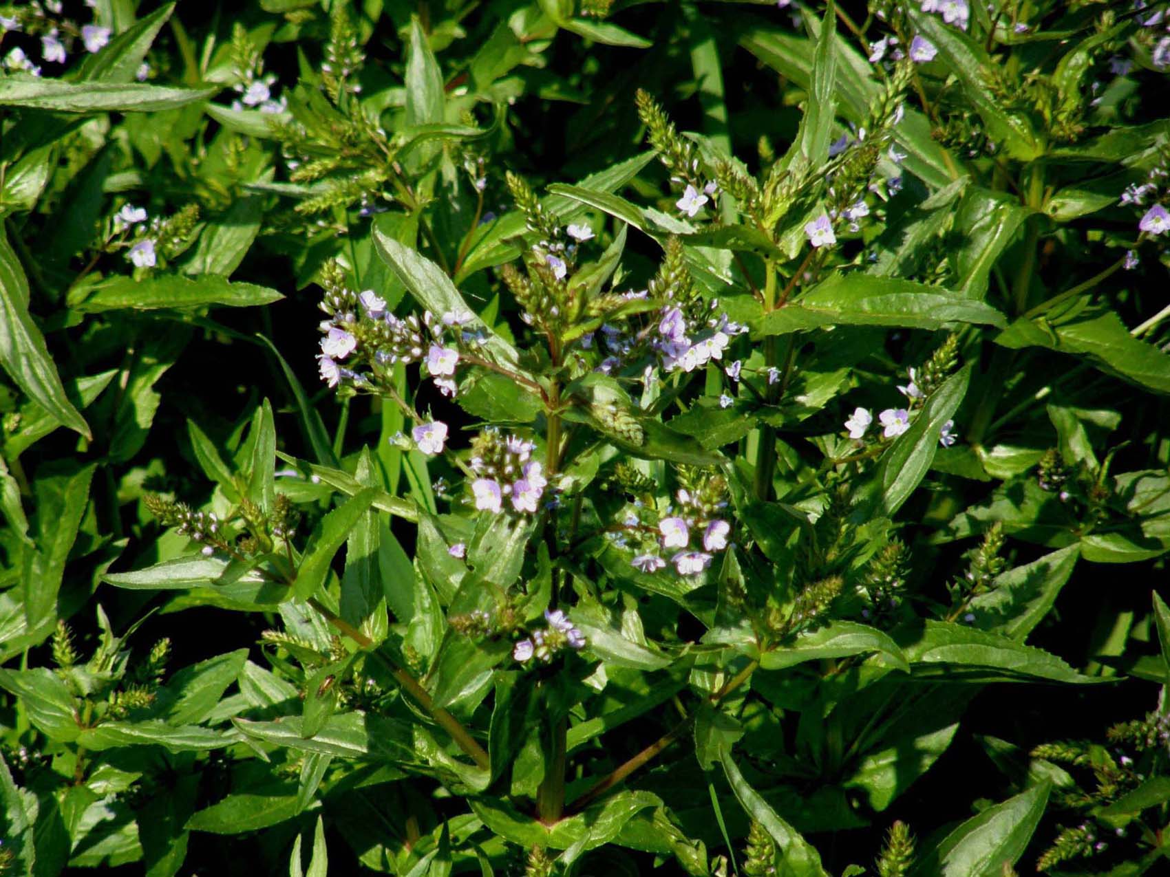 Veronica anagallis-aquatica