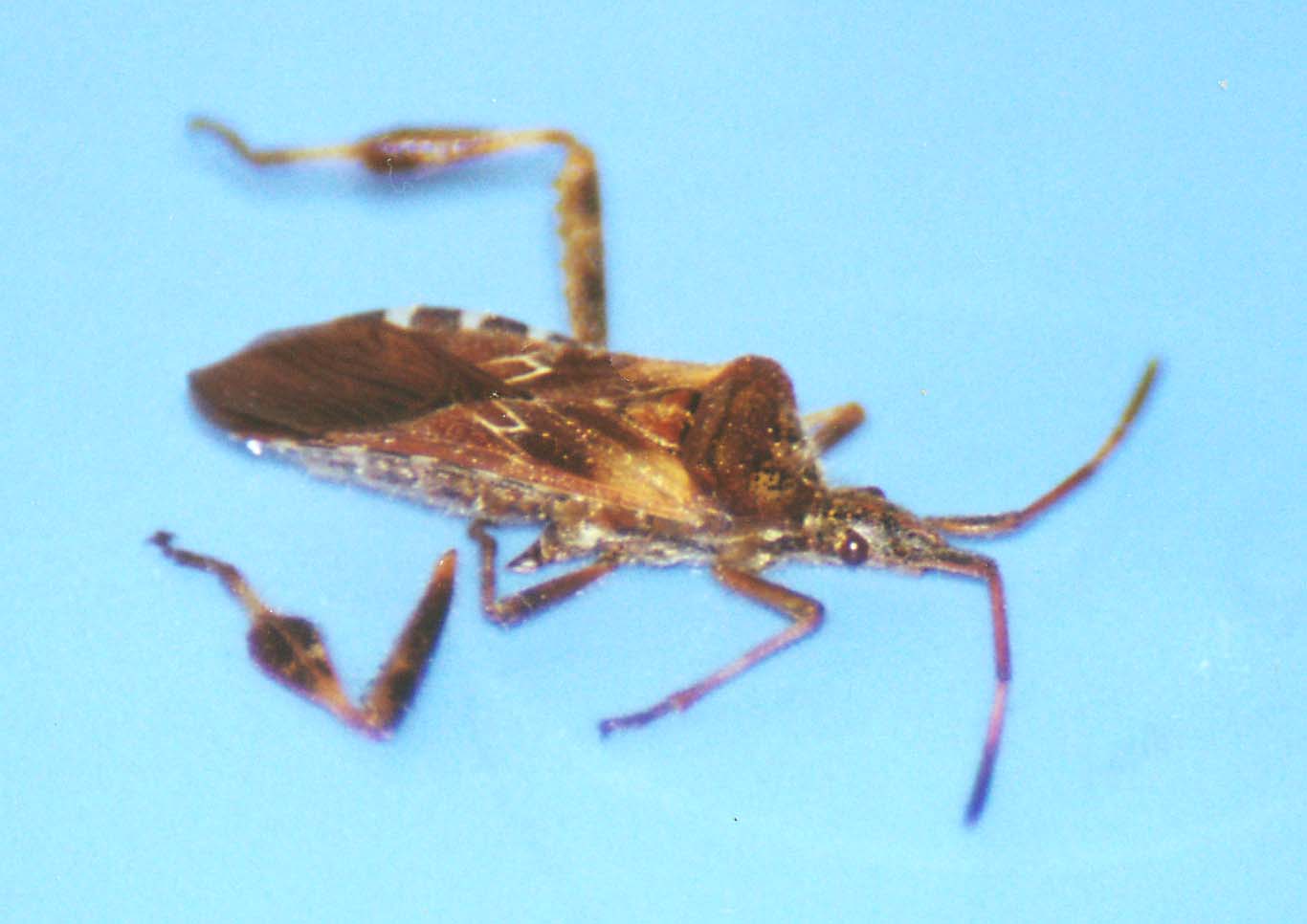 Leptoglossus occidentalis (Coreidae)