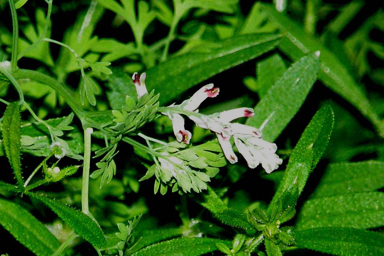Leguminosa? no, Papaveraceae (Ranuncolares): Fumaria capreolata