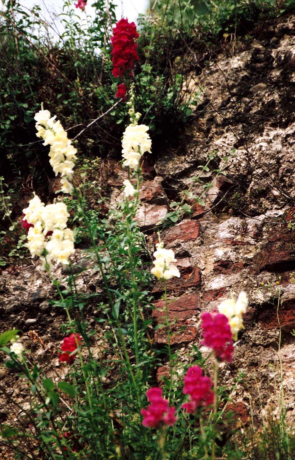 Rinselvatichimento o casualit:   Antirrhinum majus /  Bocca di leone