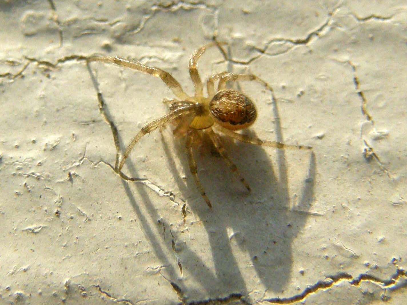 Ragni francesi (Zygiella che tesse e Araneus cf. diadematus)
