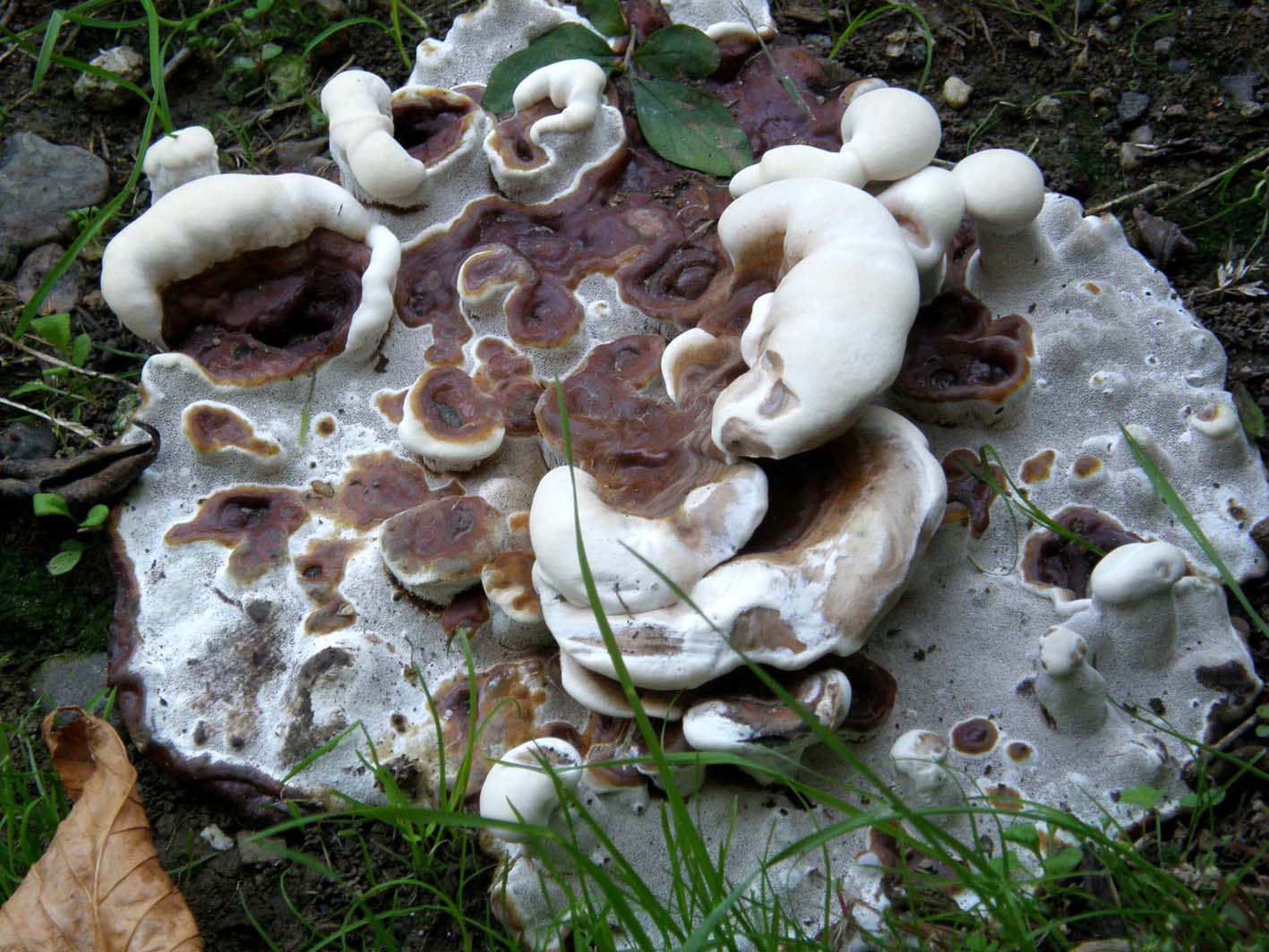 Fungo o alieno? (Ganoderma resinaceum)
