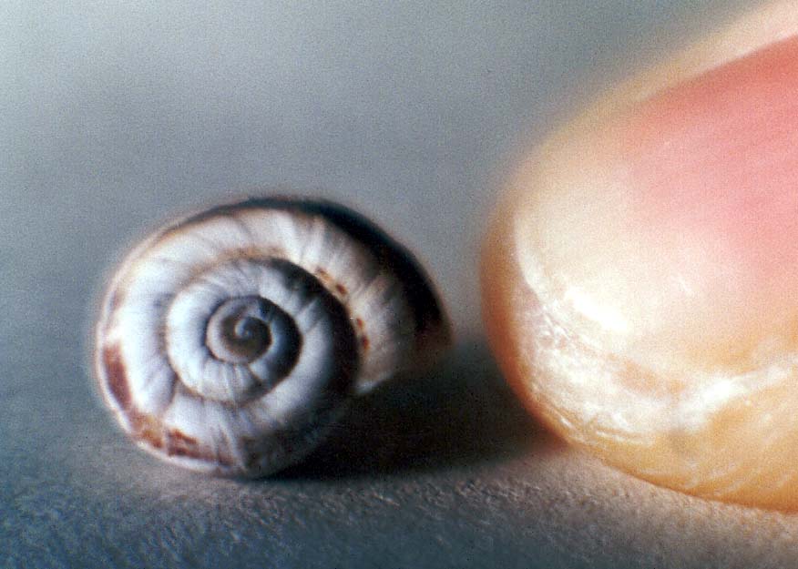 Chioccioline molto invadenti