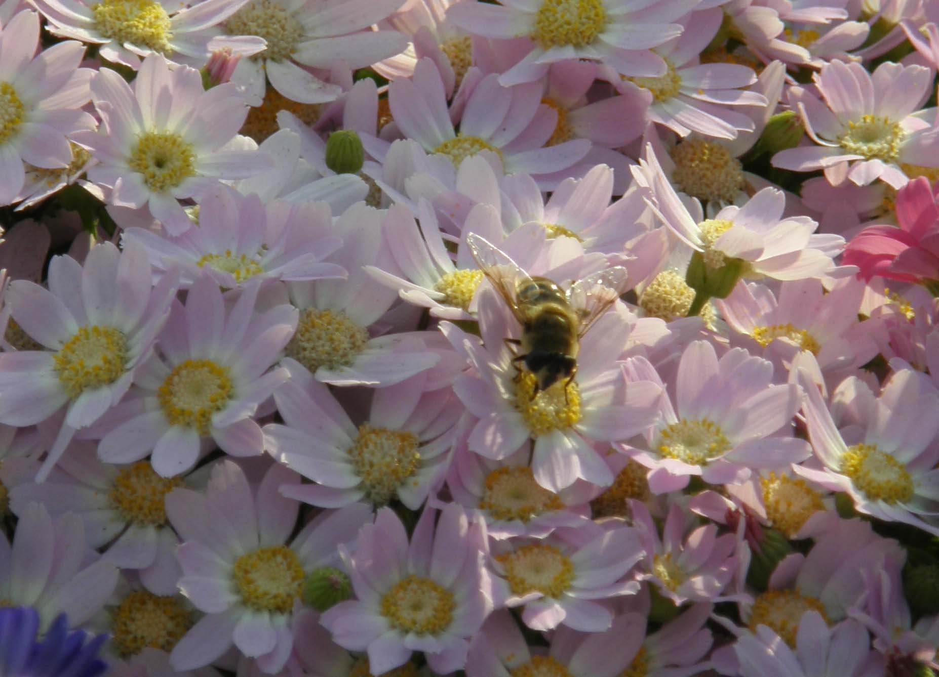 Eristalis tenax F (Syrphidae)