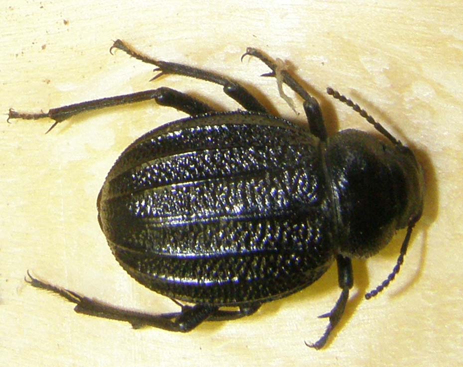 Coleotteri marocchini