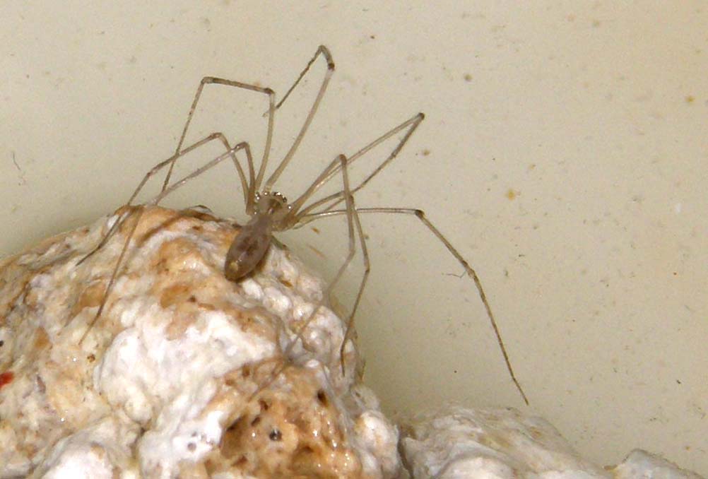 Pholcus sp.