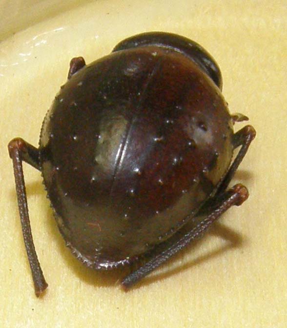 Altro tenebrionide magrebino: Pimelia cfr. consobrina expiata