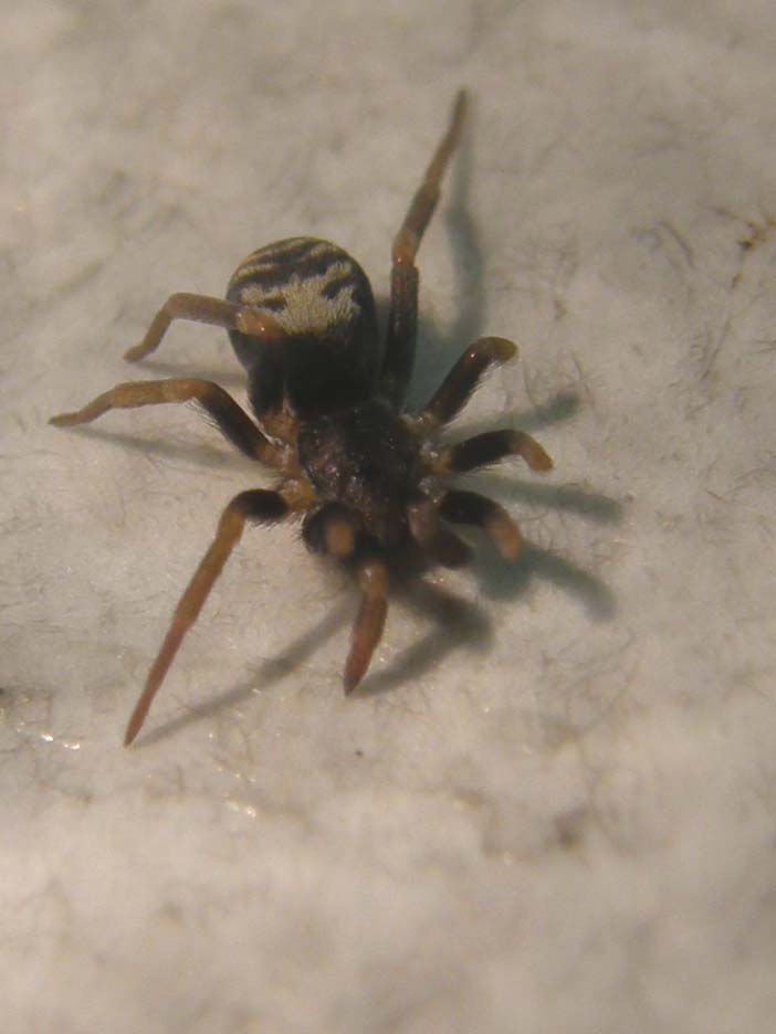 Ancora una Pritha sagittata