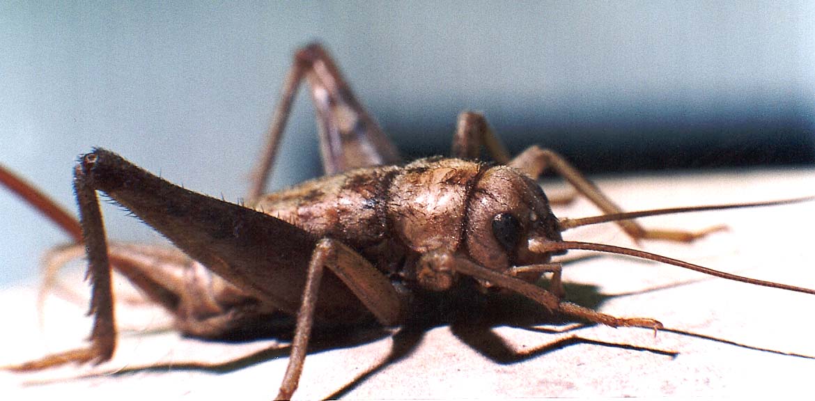 Grillo da identificare: cfr. Gryllomorpha dalmatina