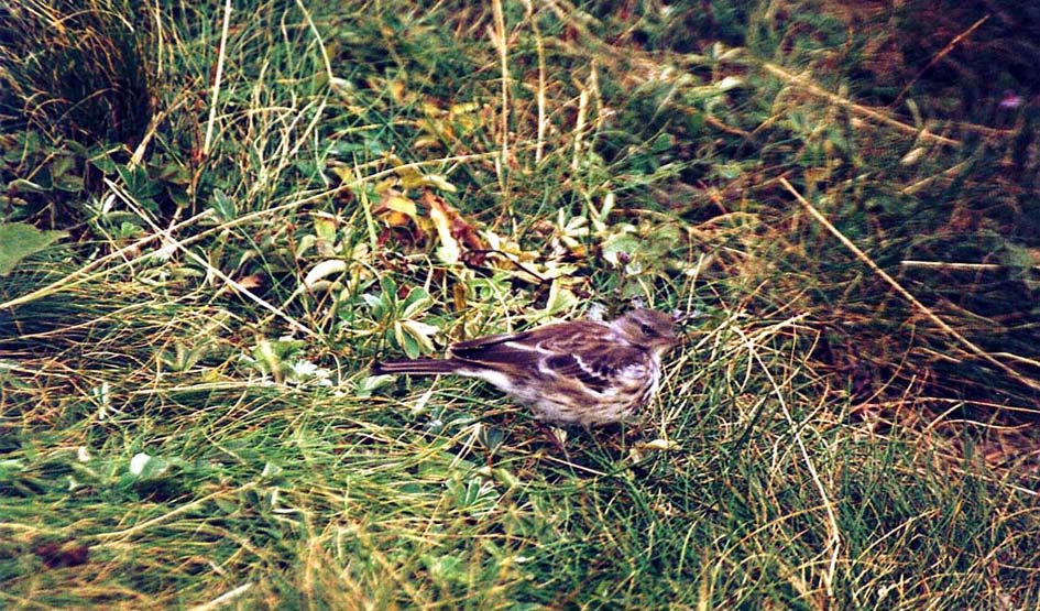Altro passeriforme da identificare: Spioncello di montagna (Antus spinoletta spinoletta)