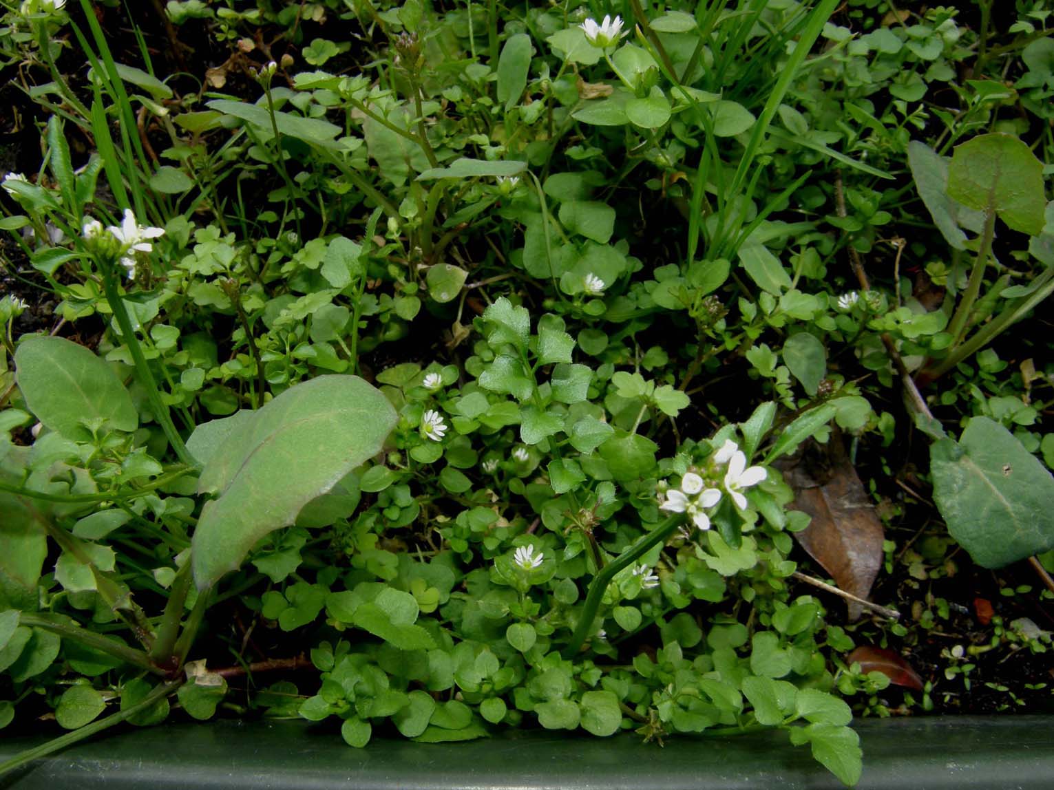 Cardamine hirsuta / Billeri primaticcio