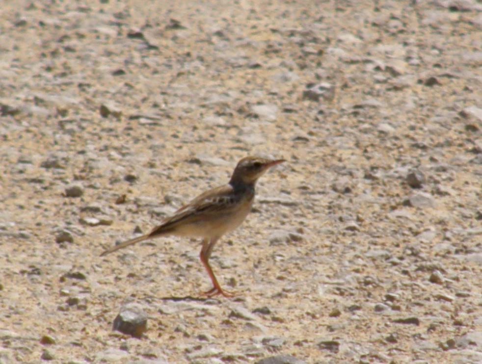 Passeriforme...nel deserto