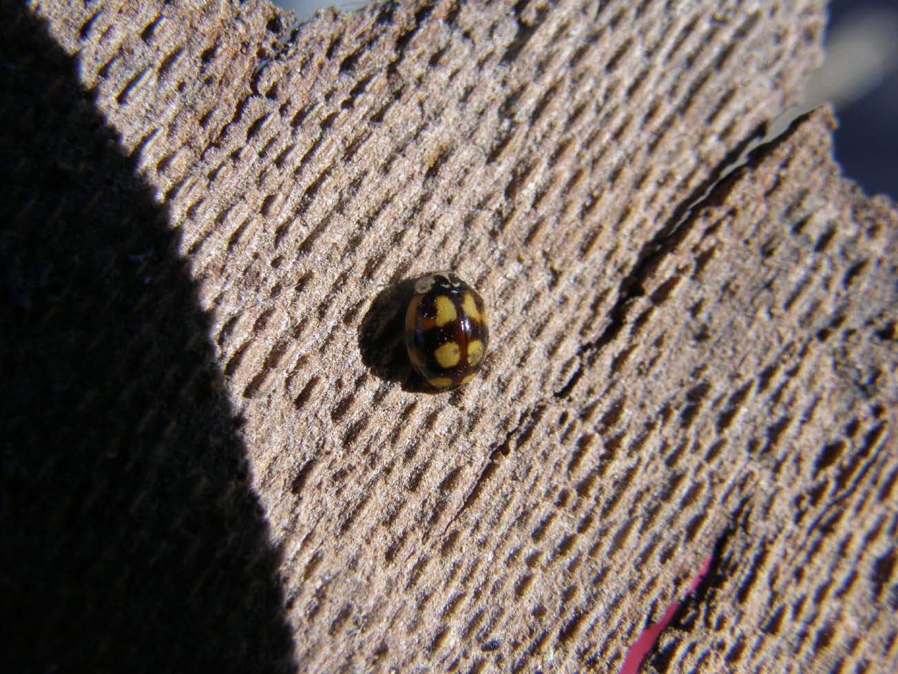 Coccinella nera e gialla - Adalia decempunctata