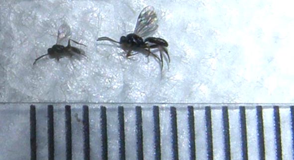 Pare una piccola zanzara nera (Ichneumonidae)