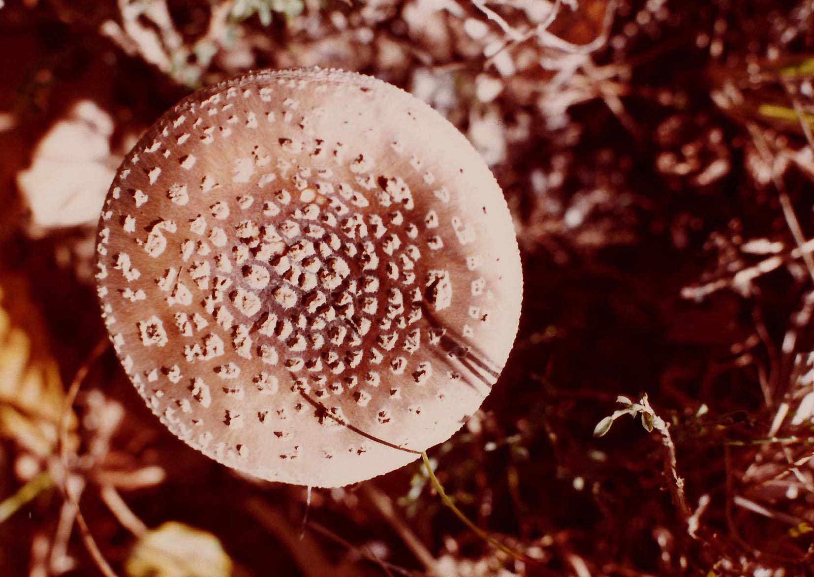 Amanita pantherina?