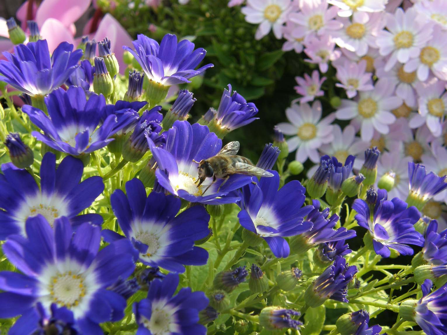 Eristalis tenax F (Syrphidae)
