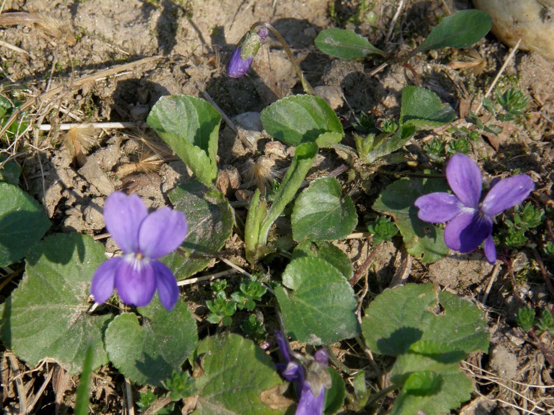 Le prime violette: Viola cfr. odorata (Violaceae)