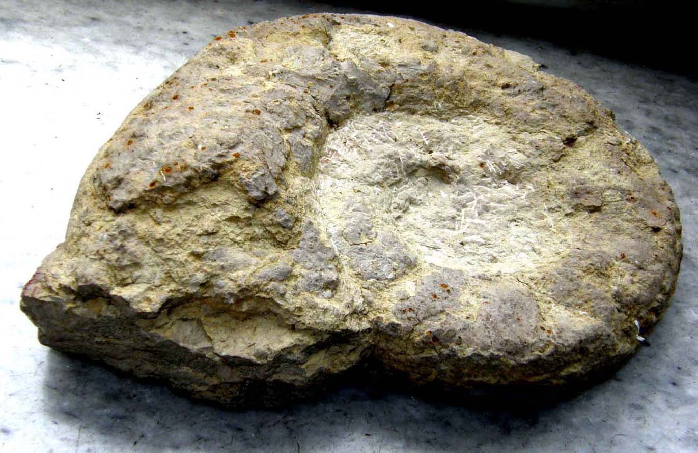 Fossili...abbandonati a Milano