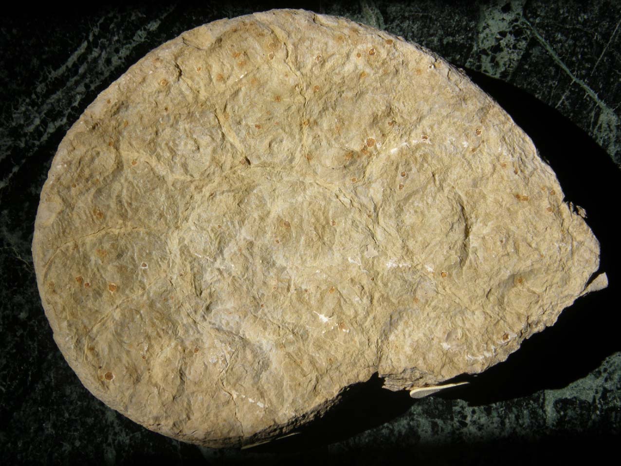 Fossili...abbandonati a Milano