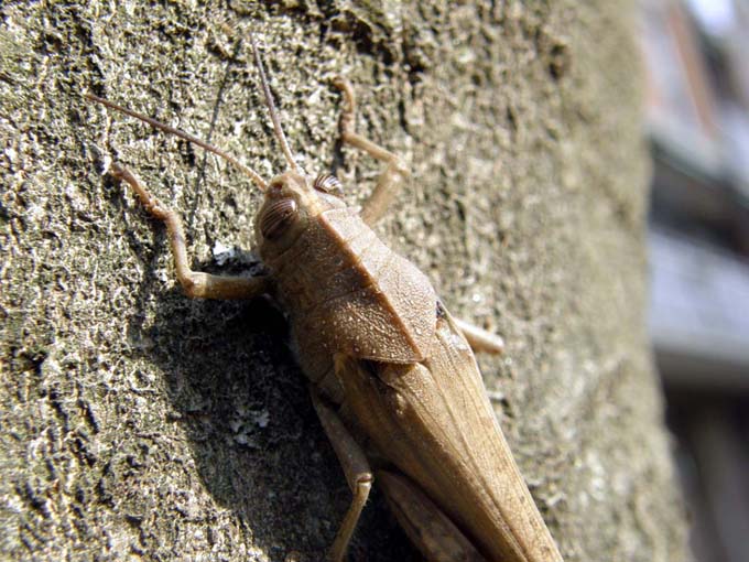 Anacridium aegyptium...mutilato