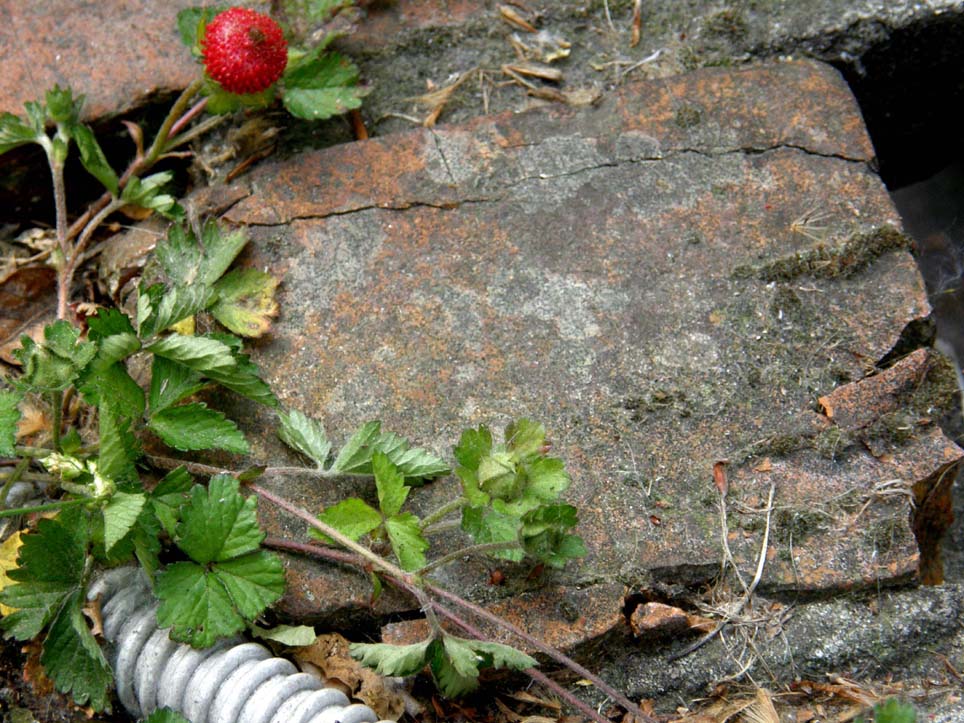 Potentilla indica (=Duchesnea indica)