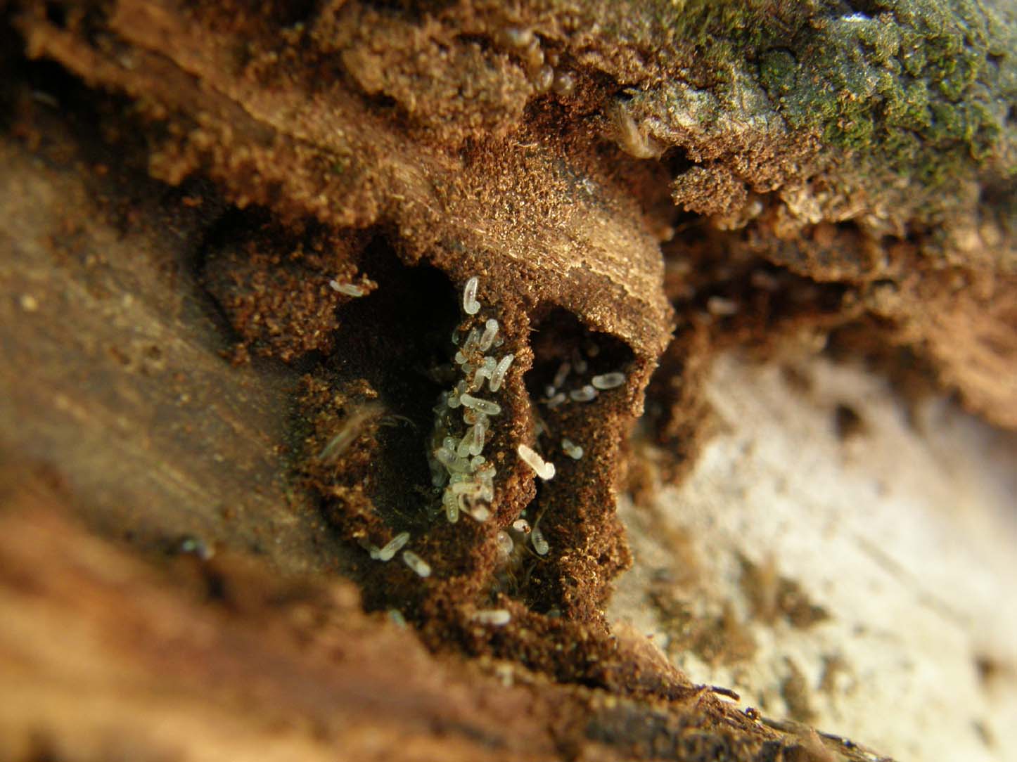 Formicaio nel tronco di un albero - Lasius emarginatus