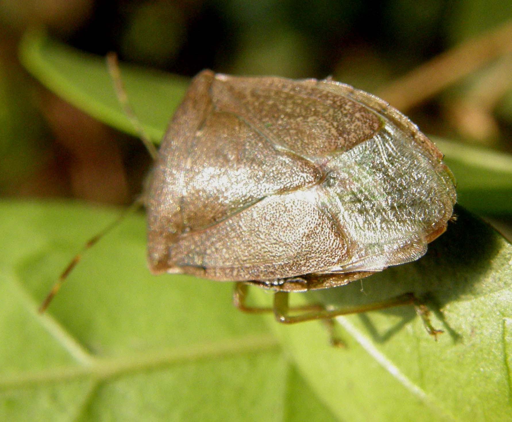 Pentatomidae (?) da identificare