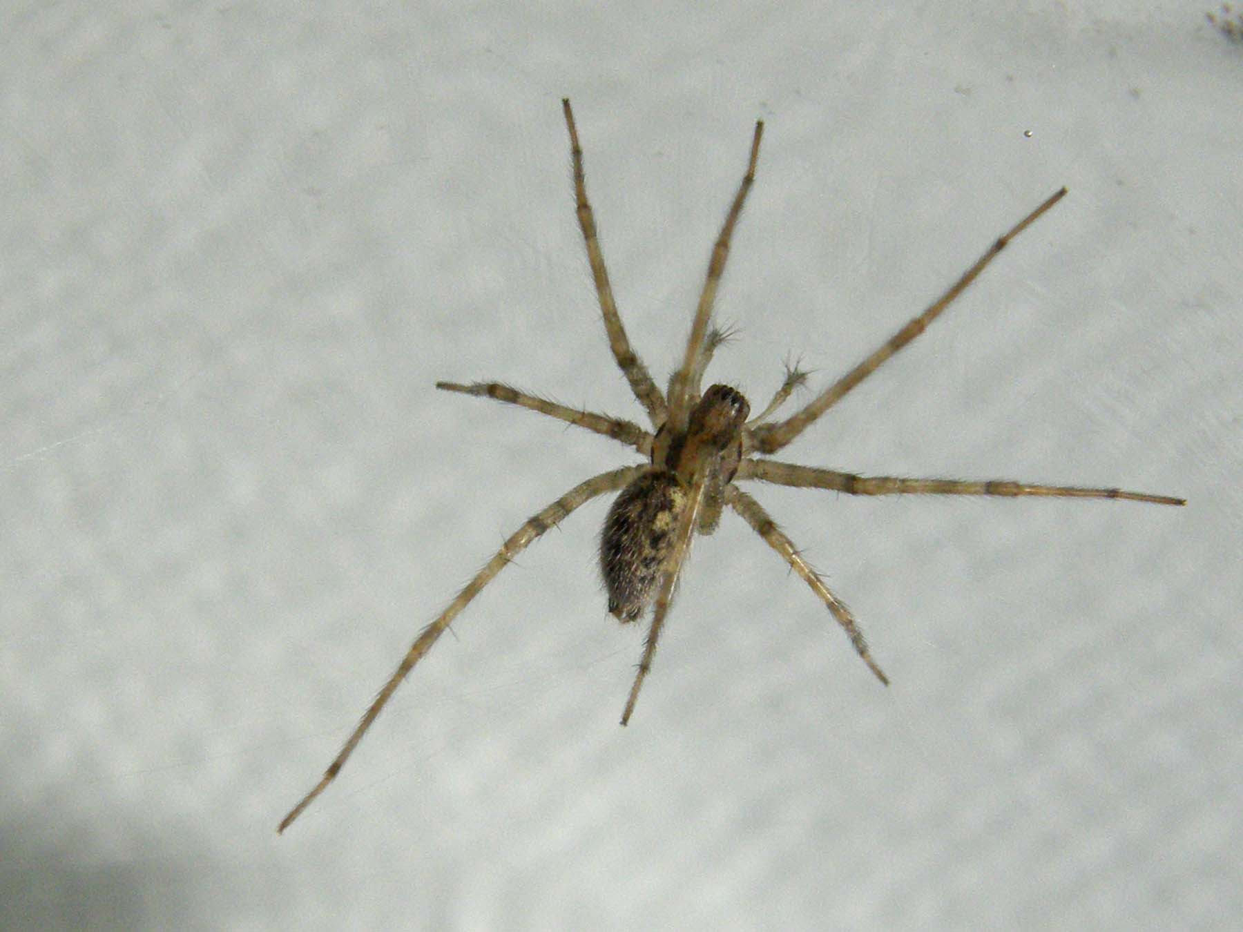 Tegenaria sp.