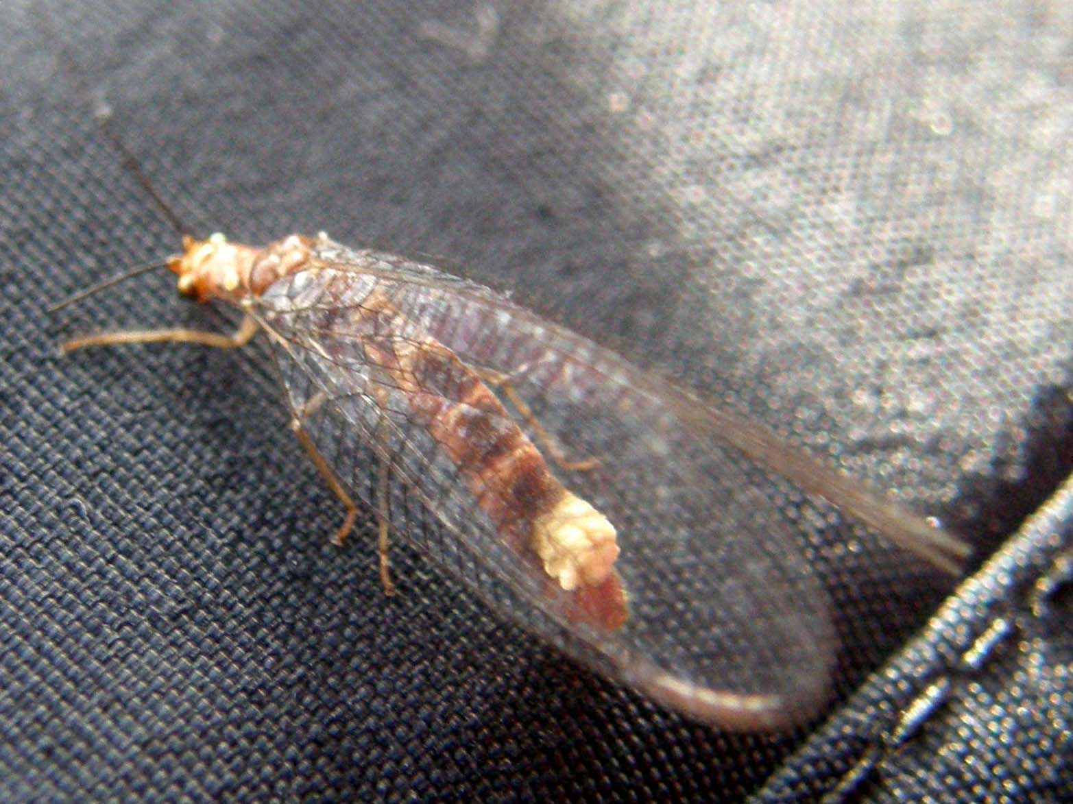 Nothochrysa capitata (Chrysopidae)