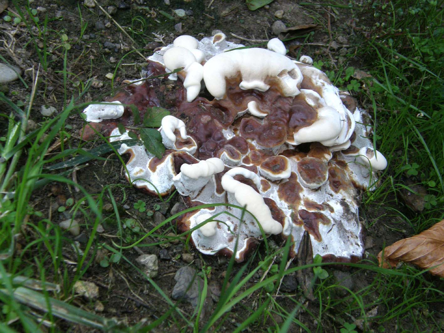 Fungo o alieno? (Ganoderma resinaceum)