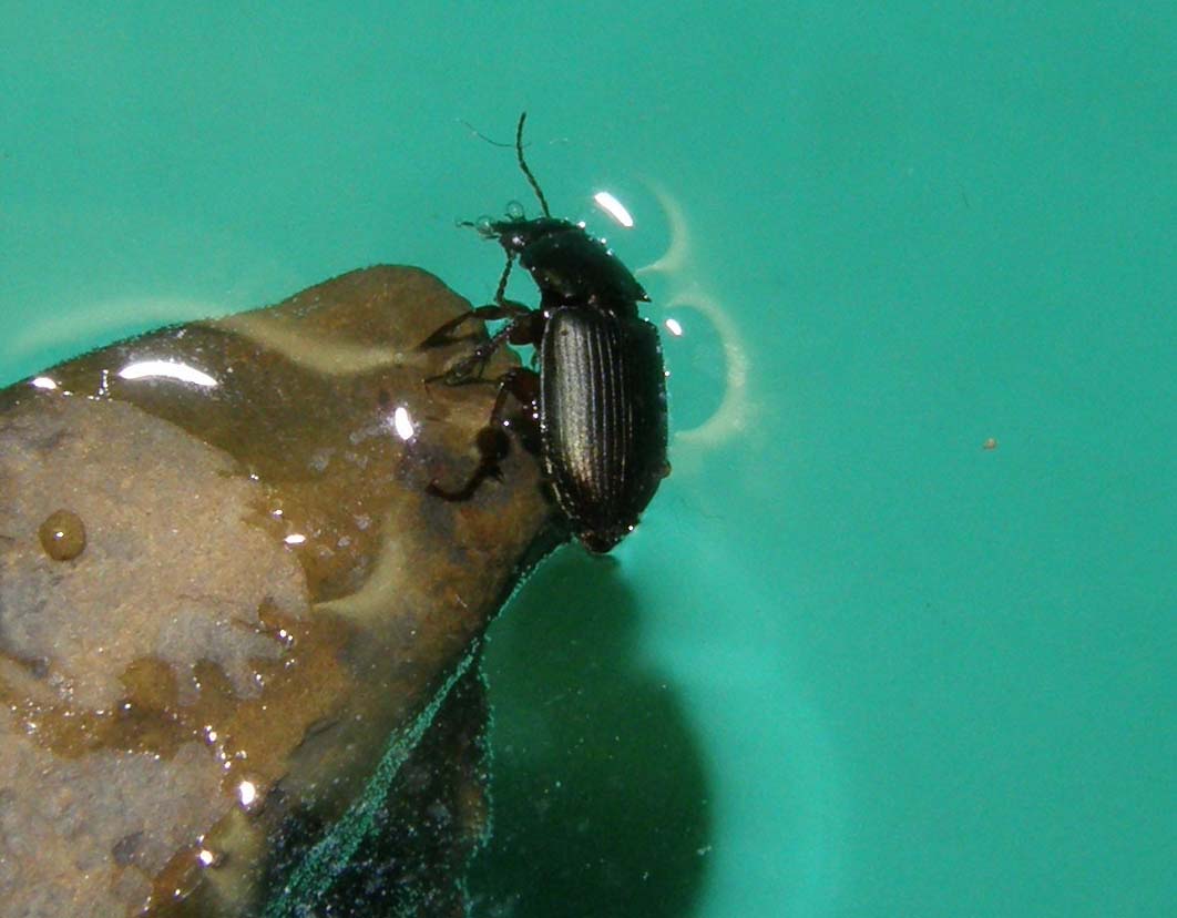 Piccolo Carabidae da identificare - Harpalus affinis