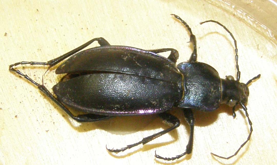 Carabo da identificare: Carabus (Megodontus) germarii fiorii