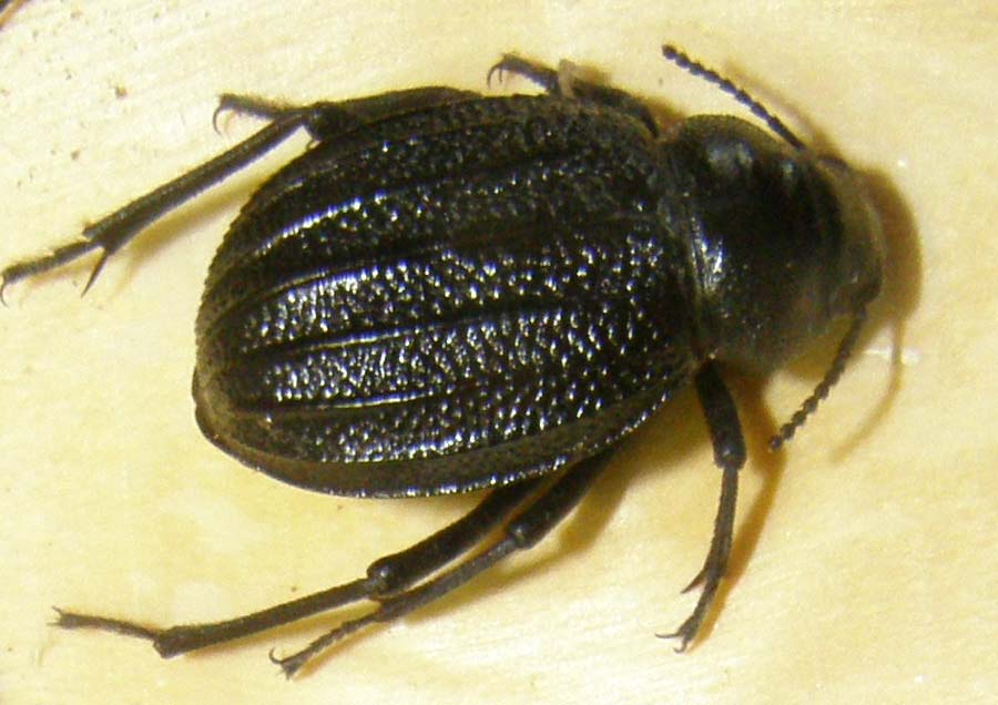 Coleotteri marocchini