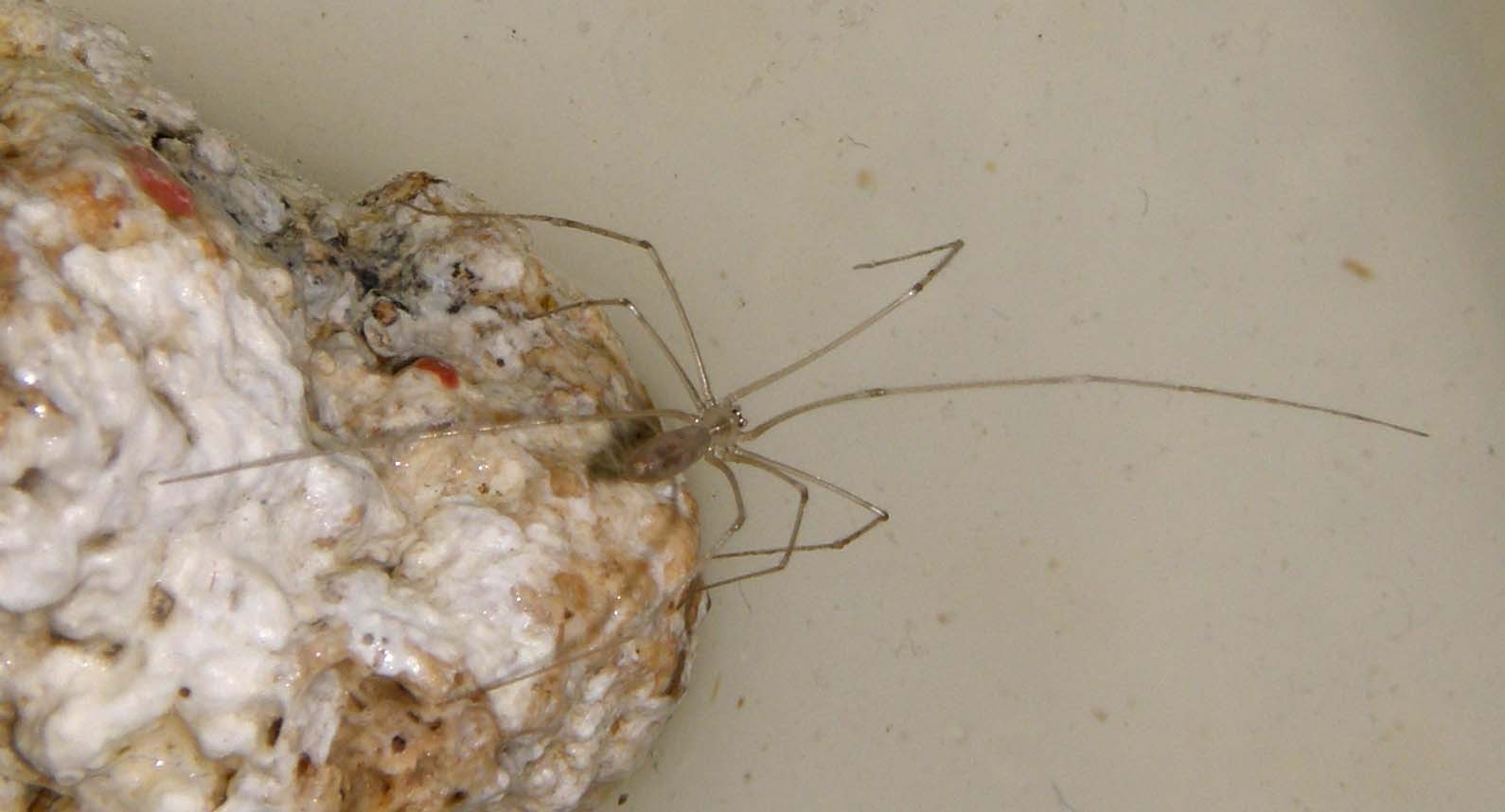 Pholcus sp.