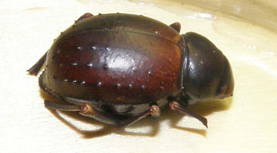 Altro tenebrionide magrebino: Pimelia cfr. consobrina expiata